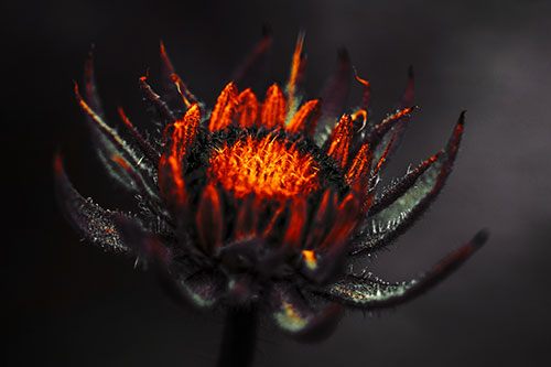 Fuzzy Unfurling Sunflower Bud Blooming (Orange Tint Photo)