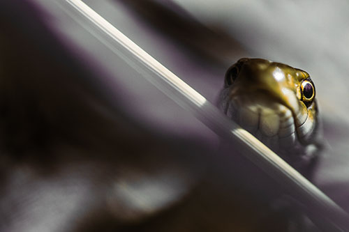 Garter Snake Peeking Head Over Dried Fescue Grass Blade (Orange Tint)