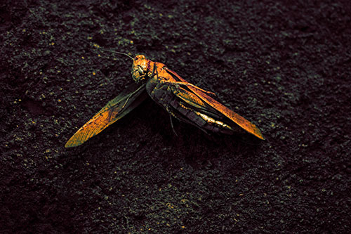 Giant Dead Grasshopper Laid To Rest (Orange Tint Photo)