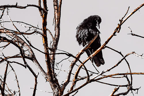 Glaze Eyed Crow Tilting Head Among Dead Tree Branches (Orange Tint)
