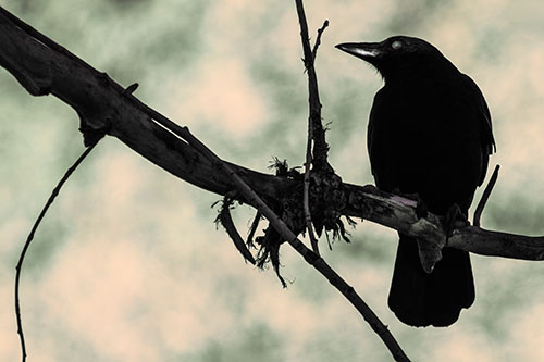Glazed Eyed Crow Gazing Sideways Along Sloping Tree Branch (Orange Tint Photo)