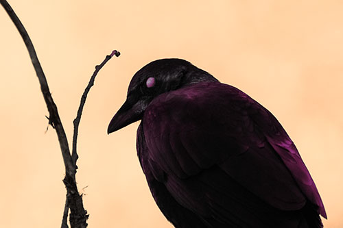 Glazed Eyed Crow Hunched Over Atop Tree Branch (Orange Tint Photo)