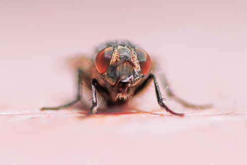 Glistening Cluster Fly Sticking Tongue Out (Orange Tint)