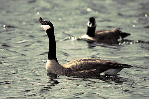 Goose Honking Loudly On Lake Water (Orange Tint Photo)