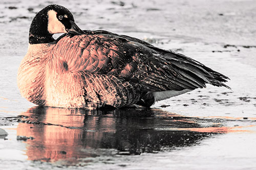 Goose Resting Atop Ice Frozen River (Orange Tint Photo)