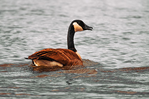 Goose Swimming Down River Water (Orange Tint Photo)