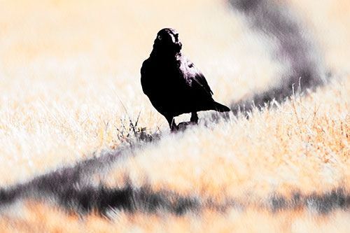 Grackle Bird Walking Down Shadow Line (Orange Tint Photo)