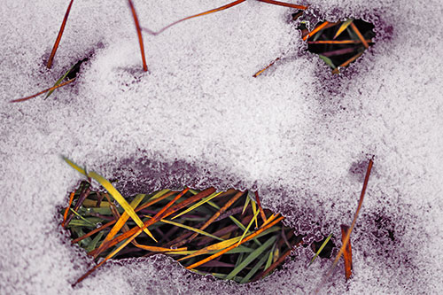 Grass Blade Face Pierces Through Melting Snow (Orange Tint Photo)