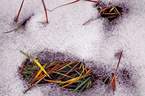 Grass Blade Face Pierces Through Melting Snow (Orange Tint)