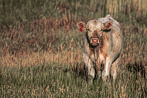 Grass Chewing Cow Spots Intruder (Orange Tint Photo)
