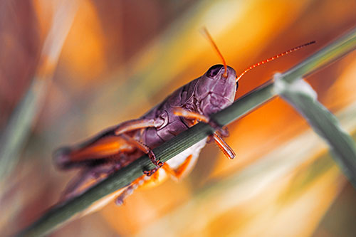 Grasshopper Cuddles Grass Blade Tightly (Orange Tint Photo)