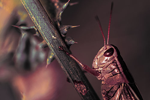 Grasshopper Hangs Onto Weed Stem (Orange Tint Photo)