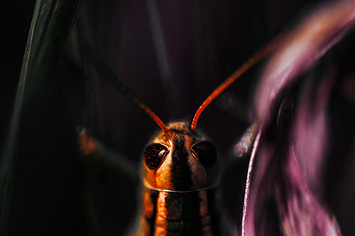 Grasshopper Holds Tightly Among Windy Grass Blades (Orange Tint Photo)