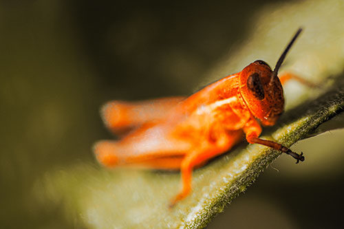 Grasshopper Laying Down Atop Leaf Petal (Orange Tint Photo)