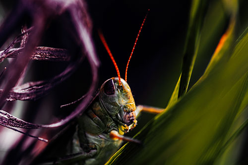 Grasshopper Perched Between Dead And Alive Grass (Orange Tint Photo)