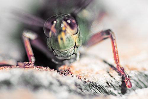 Grasshopper Smiles Among Tree Stump (Orange Tint Photo)