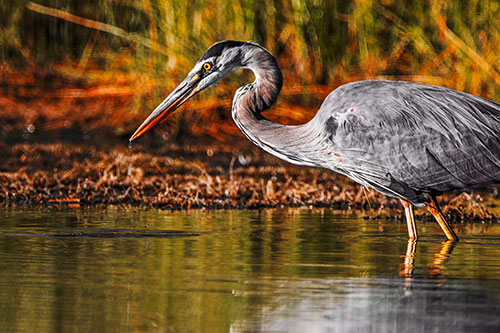 Great Blue Heron Beak Dripping Water (Orange Tint Photo)