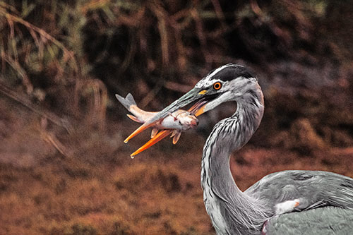 Great Blue Heron Clamps Trout Fish Between Beak (Orange Tint)