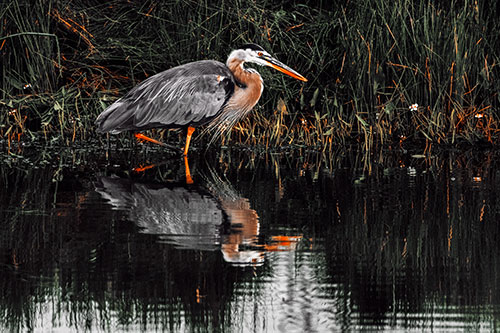 Great Blue Heron Searching Shoreline (Orange Tint Photo)