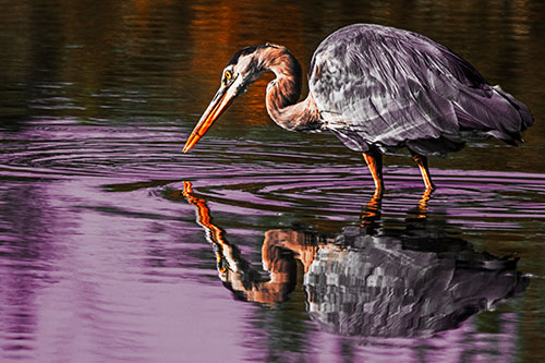 Great Blue Heron Snatches Pond Fish (Orange Tint Photo)