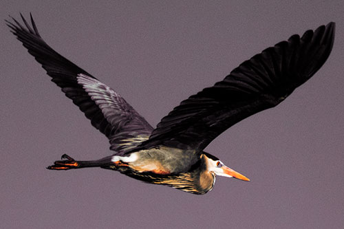 Great Blue Heron Soaring The Sky (Orange Tint Photo)