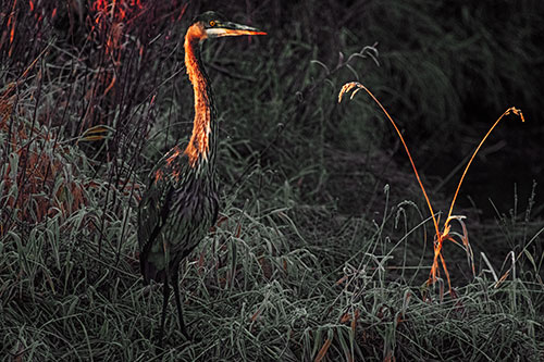 Great Blue Heron Standing Tall Among Feather Reed Grass (Orange Tint Photo)