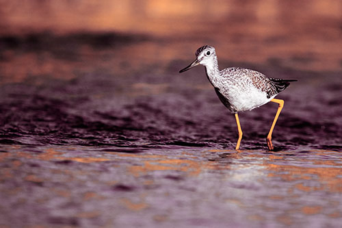 Greater Yellowlegs Bird Walking On River Water (Orange Tint Photo)