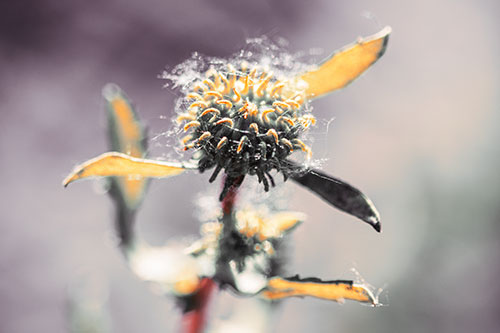 Hairy Gumplant Flower Embracing Sunshine (Orange Tint Photo)