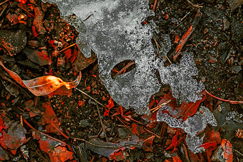 Half Melted Ice Face Atop Dead Leaves (Orange Tint Photo)
