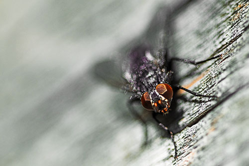 Happy Cluster Fly Enjoys Getting Suntan Among Cracked Wood (Orange Tint)