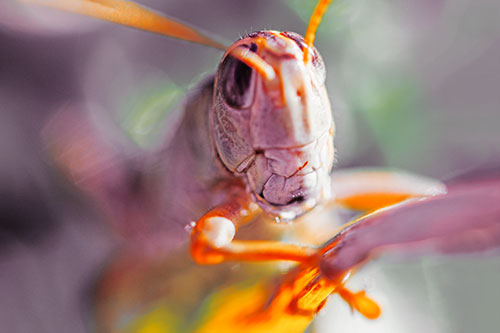 Happy Grasshopper Smiling Among Sunlight (Orange Tint Photo)