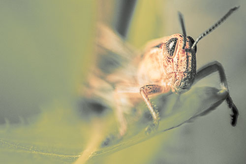 Happy Grasshopper Standing Among Sloping Leaf (Orange Tint)
