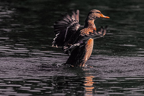 Happy Mallard Duck Flapping Wings Towards Sunshine (Orange Tint)