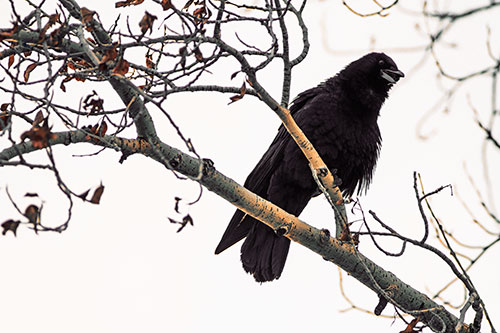 Happy Open Mouthed Crow Cawing (Orange Tint Photo)