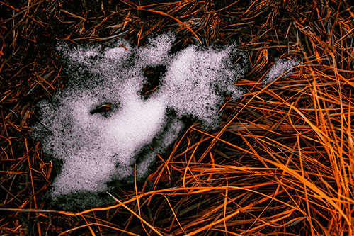 Happy Smug Faced Snow Patch Atop Grass (Orange Tint Photo)