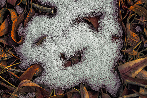 Happy Snow Face Among Dead Twisted Leaves (Orange Tint Photo)
