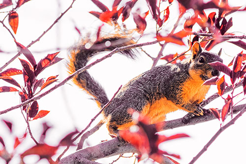 Happy Squirrel With Chocolate Covered Face (Orange Tint Photo)