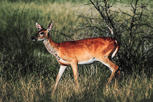 Happy White Tailed Deer Enjoying Stroll Through Grass (Orange Tint Photo)