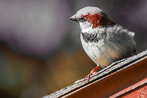 Head Tilting House Sparrow Perched Along Rooftop (Orange Tint)