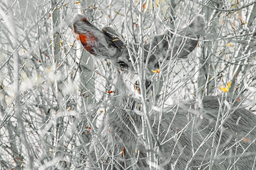 Hidden Mule Deer Watching Behind Tree Branches (Orange Tint)
