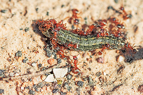 Horde Of Ants Feasting On Caterpillar (Orange Tint Photo)