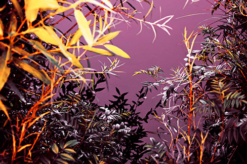 Horde Of Fern Plants Descending Into River Water (Orange Tint)