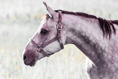 Horse Wearing Bridle Among Sunshine (Orange Tint)