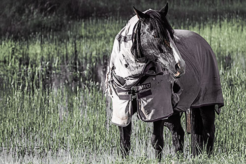 Horse Wearing Coat Atop Wet Grassy Marsh (Orange Tint Photo)