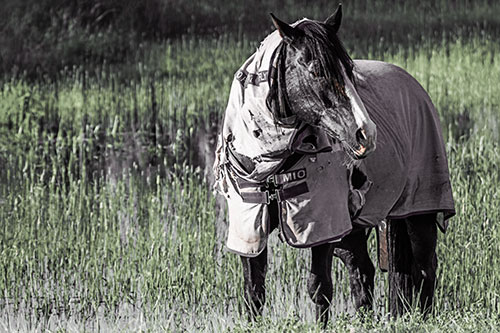 Horse Wearing Coat Atop Wet Grassy Marsh (Orange Tint)