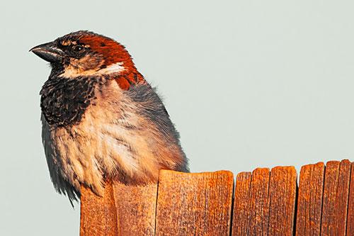 House Sparrow Perched Atop Wooden Post (Orange Tint Photo)