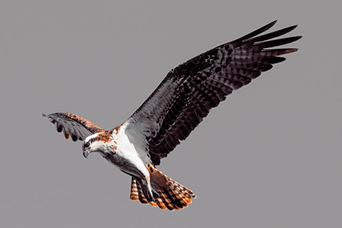 Hovering Osprey Hawk Looking For Fish Below (Orange Tint)