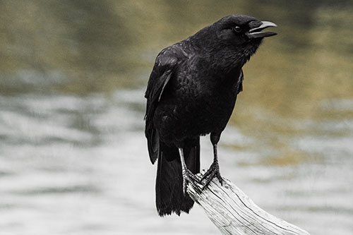 Hunched Over Crow Cawing Atop Broken Tree Log (Orange Tint)