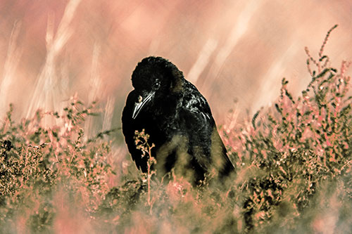 Hunched Over Raven Among Dying Plants (Orange Tint Photo)