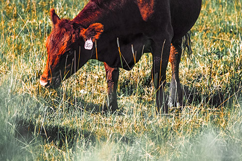 Hungry Cow Enjoying Grassy Meal (Orange Tint Photo)